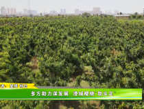 多方助力谋发展  澄城樱桃“劲头足”