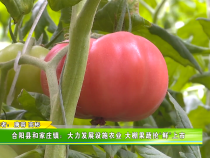 合阳县和家庄镇：大力发展设施农业 大棚果蔬抢“鲜”上市