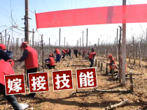 果园里摆擂台 看谁来夺冠