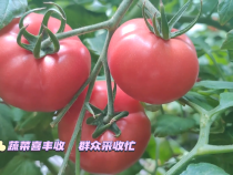合阳县和家庄镇普罗旺斯西红柿成熟上市 味道酸甜 还原小时候的味道