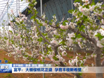 富平：大棚樱桃花正盛 孕育丰收新希望