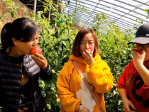 蒲城县兴镇化木村水果西红柿让你回味小时候的味道