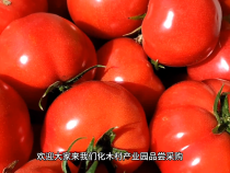 蒲城县兴镇化木村大量水果西红柿上市 欢迎大家前来品尝采购