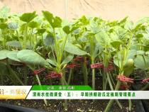 渭南农技微课堂（五）：早期拱棚甜瓜定植期管理要点