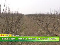 蒲城县党睦镇：做强首位做精特色 做实群众增收保障