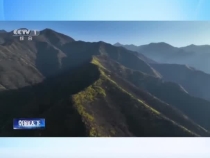 陜西潼關：漫山染金如花屏 連翹迎春助增收