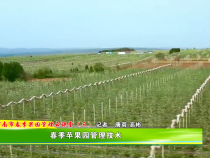 渭南市春季果园管理云课堂（三）春季苹果园管理技术