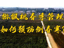 渭南市“科技之春”云课堂—猕猴桃春季管理技术3月24日开讲！