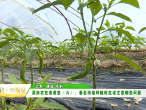 渭南农技微课堂（六）：春茬辣椒种植时应该注意哪些问题