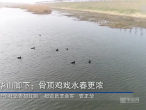 華山腳下：骨頂雞戲水春更濃