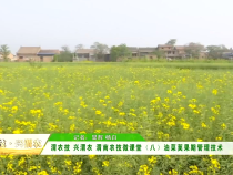 渭农技 兴渭农 渭南农技微课堂（八）油菜荚果期管理技术