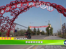 秦果佬探果 澄城樱桃甜蜜蜜