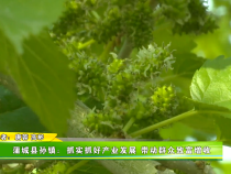 蒲城县孙镇：抓实抓好产业发展 带动群众致富增收