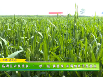 临渭区农业农技提示：“一喷三防”要重视 赤霉病防治是重点