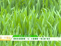 渭南农技微课堂（七）小麦穗期“一喷三防技术”