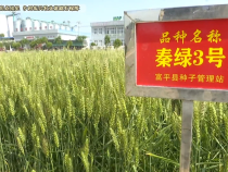 我市种业工作亮点纷呈  乡村振兴农业基础有保障