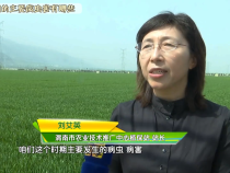 【农业知识】小麦穗期的主要病虫害有哪些