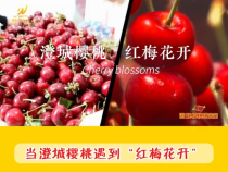 【澄城樱桃甜蜜蜜】当澄城樱桃遇到“红梅花开”