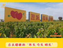 【澄城樱桃甜蜜蜜】庄头樱桃的“昨天 今天 明天”