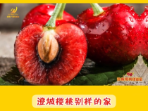 澄城樱桃别样的家