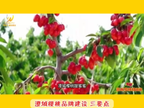 【澄城樱桃甜蜜蜜】澄城樱桃品牌建设 三要点