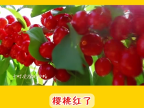 【澄城樱桃甜蜜蜜】樱桃红了