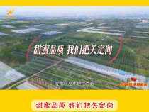 【澄城樱桃甜蜜蜜】甜蜜品质 我们把关定向