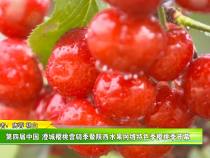 第四届中国澄城樱桃营销季暨陕西水果网络特色季樱桃季开幕