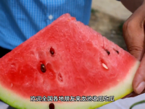 【蒲城西瓜 瓤瓤上口】蒲城龙池西甜瓜吃一口流一手