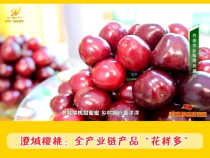 【澄城樱桃甜蜜蜜】澄城樱桃：全产业链产品“花样多”