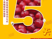 【澄城樱桃甜蜜蜜】距第四届中国·澄城樱桃节还有5天