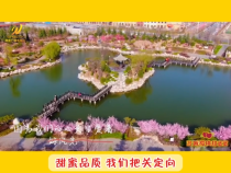 【澄城樱桃甜蜜蜜】游印象古徵  品甜蜜樱桃