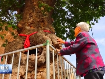 澄城：千年皂荚树 承载家乡记忆