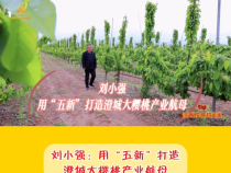 【澄城樱桃甜蜜蜜】刘小强：用“五新”打造澄城大樱桃产业航母
