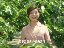 澄城樱桃甜蜜蜜，幸福美好喜相逢，福彩刮刮乐带您游渭南！