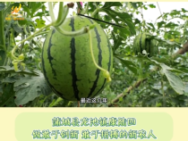 【蒲城西瓜 瓤瓤上口】蒲城县龙池镇康陆四：做敢于创新 敢于拼搏的新农人