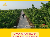 【澄城樱桃甜蜜蜜】优品种 定标准 强品牌 樱桃产业步入发展快车道