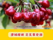 【澄城樱桃甜蜜蜜】澄城樱桃：花美果更甜