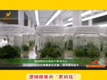 【澄城樱桃甜蜜蜜】澄城樱桃的“黑科技”