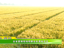 全省夏粮现场观摩会在渭南召开