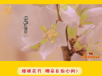 【澄城樱桃甜蜜蜜】澄城樱桃：樱桃花开  哪朵在你心间？