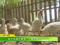 林下采摘乐趣多  小蘑菇种出大产业