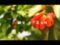 爱的牵绊——澄城樱桃宣传片