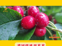 澄城樱桃甜蜜蜜