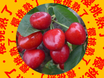第四届中国·澄城樱桃营销季5月20日盛大开启