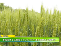 渭南市种子工作站召开2023年小麦新品种展示观摩会