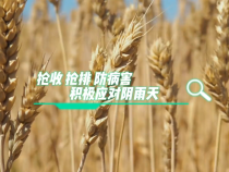 抢收 抢排 防病害  积极应对阴雨天