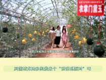【蒲城西瓜 瓤瓤上口】到蒲城龙池和闺蜜来个“西甜瓜派对”吧