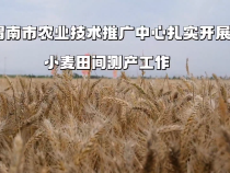 渭南市农业技术推广中心扎实开展小麦田间测产工作