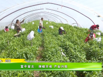 富平留古：辣椒丰收 产业兴旺